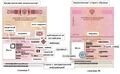Разница между старым и новым Заграничными паспортами РФ